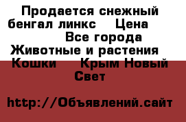 Продается снежный бенгал(линкс) › Цена ­ 25 000 - Все города Животные и растения » Кошки   . Крым,Новый Свет